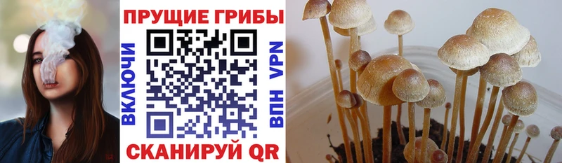 продажа наркотиков  Гдов  Галлюциногенные грибы MAGIC MUSHROOMS 